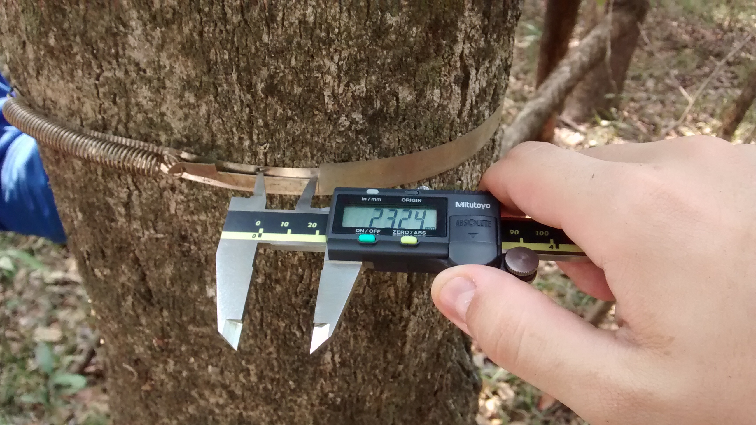 Measuring tree growth in Bananal Island, Tocantins, Brazil