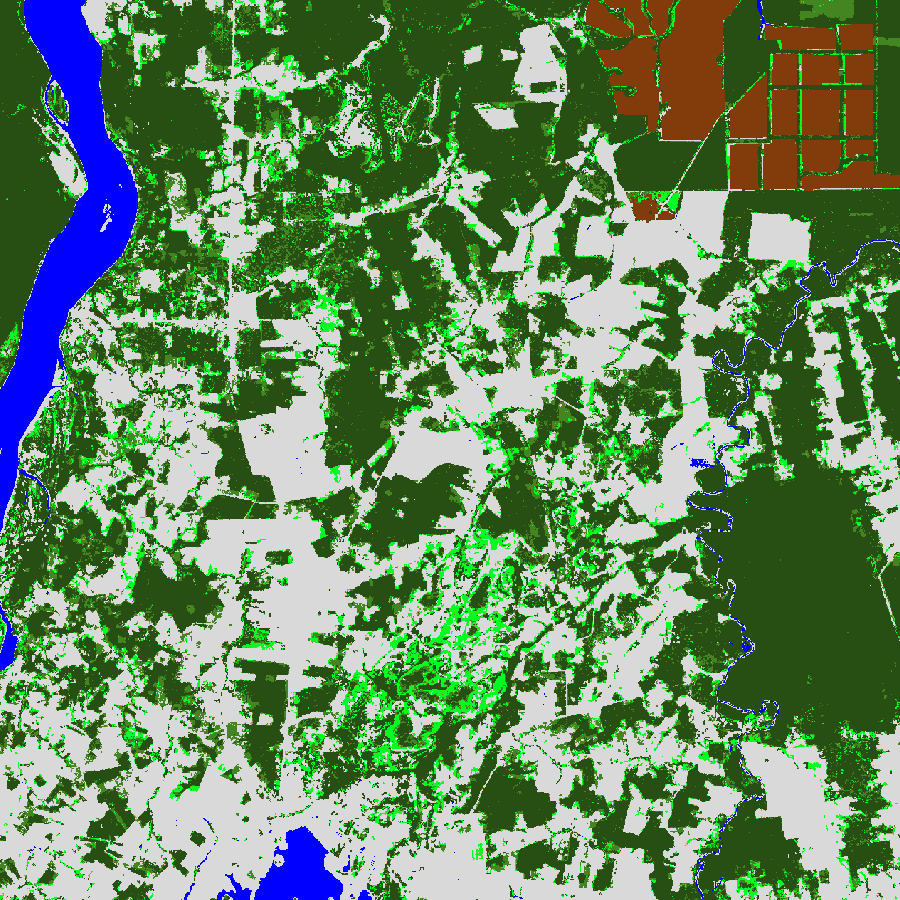 Forest change animation in Pará, Brazil