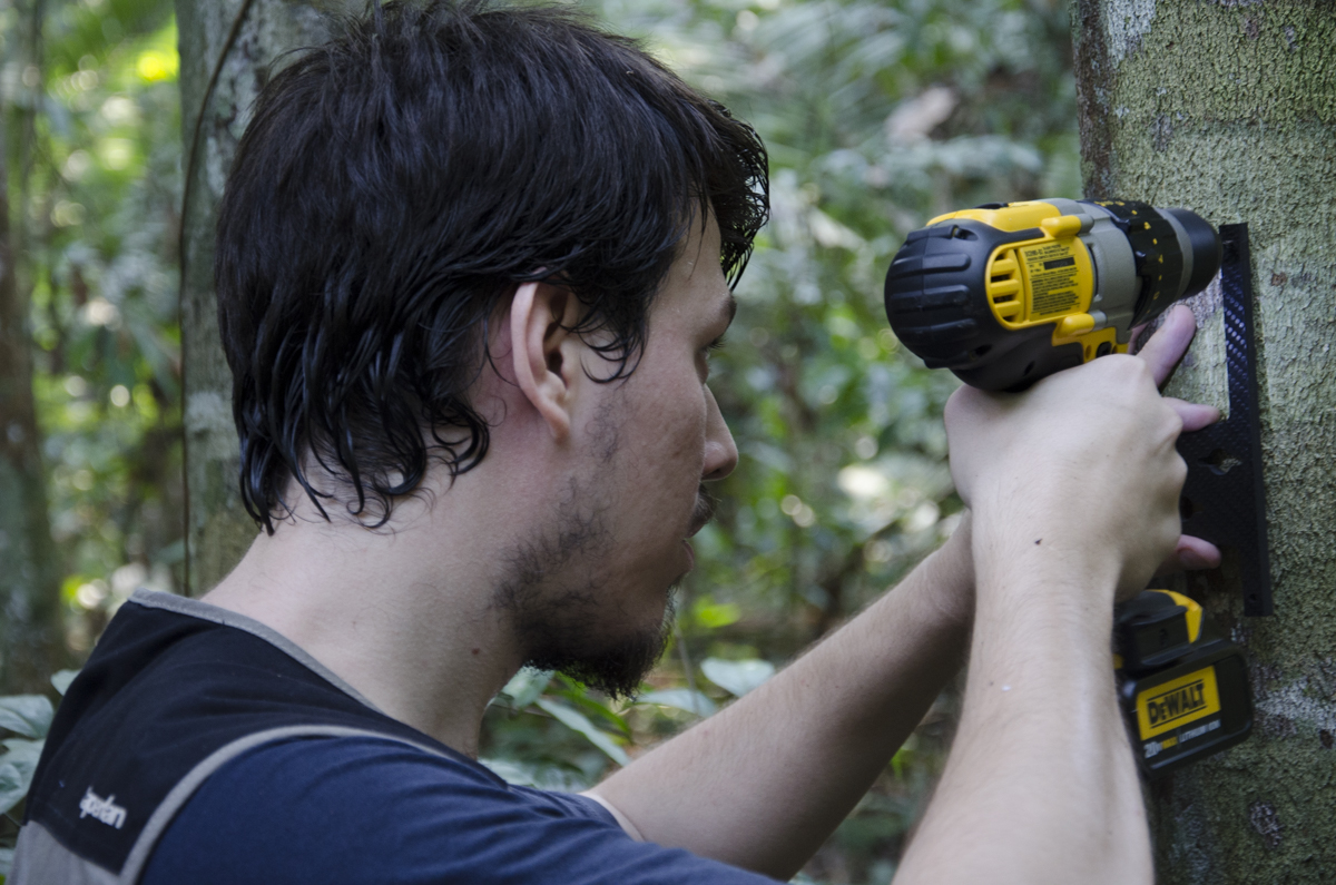 Installing pressure dendrometer in Rebio Jaru, Brazil