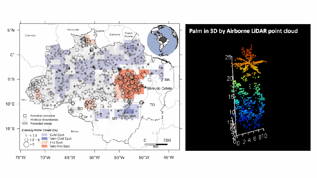 Canopy palm cover across the Brazilian Amazon forests mapped with airborne LiDAR data and deep learning