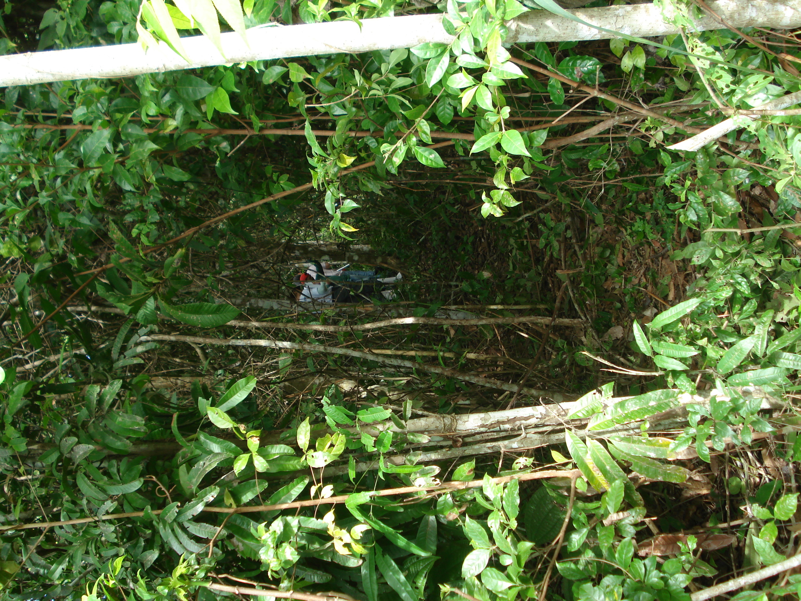 Secondary forest in Tapajós, Pará, Brazil